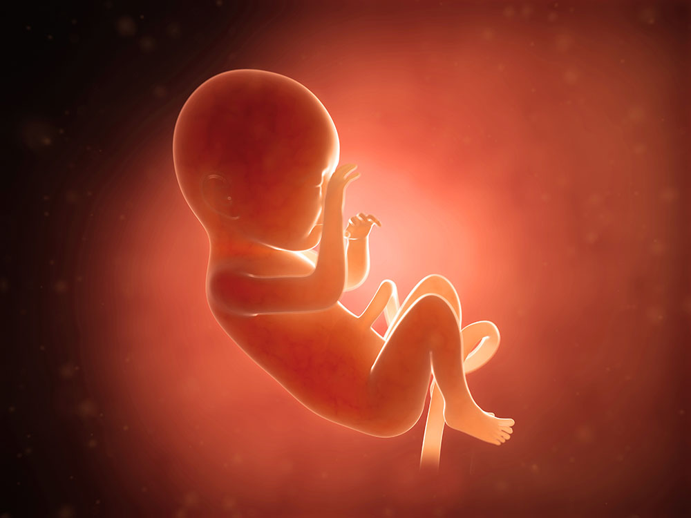 「胎児マイクロバイオーム」議論を評価する