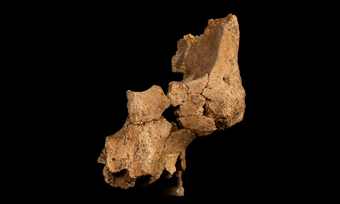 100万年以上前の西ヨーロッパの住人の顔