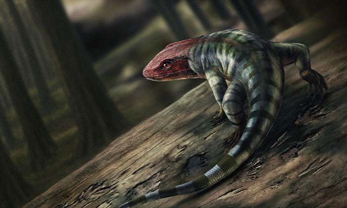 羊膜類の起源を大きくさかのぼらせる生痕化石