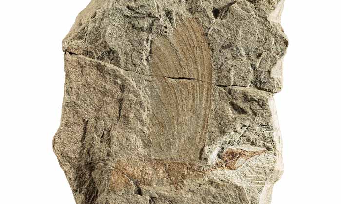 皮膚付属器の始まり：羽毛の進化に新たな視点をもたらす三畳紀の爬虫類の複雑な「クレスト」