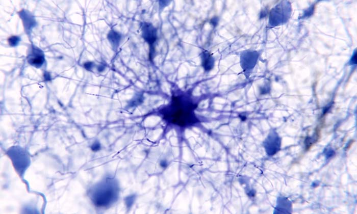 アストロサイトは再体験記憶の安定化に働く