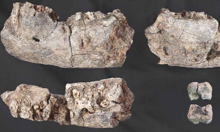 アファール地域でパラントロプス属化石が発見される