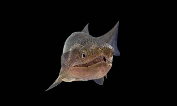 太古の姿：硬骨魚類の起源のスナップショットとなる初期の化石