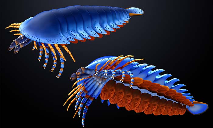 鋏角類のカンブリア紀起源を証明する化石