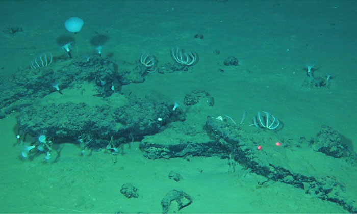 深海底で発見された鯨類の古く広大な墓場