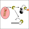 タンパク質に応答するRNAスイッチによる人工ヒト細胞運命調節システム