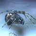 クモの頭部体節形成にかかわるhedgehog発現の波の伝播と分裂