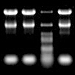 16SリボソームRNAのヘリックス41による細菌RNase T2の特異的な阻害