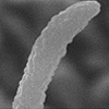 マウス胚で左右対称性を破るのにはノードくぼみに存在する2本の回転する繊毛で十分である