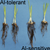 大麦は1遺伝子の変化によりアルミニウム耐性を獲得した