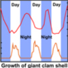 シャコガイの殻のストロンチウム／カルシウム比に記録された過去の日照サイクル