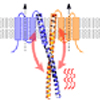 電位依存性H+チャネルHv1では細胞質のコイルドコイル領域が協調したゲーティングの温度感受性にかかわっている