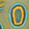魚類の眼状紋色模様は連続的な誘導によって決定づけられる：チョウの眼状紋との機序的な収斂