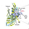 カイコ（Bombyx mori）のJHBPによる血リンパでのJH送達の構造機構