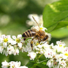 人工林vs天然林：周囲の森林の質が農地における花粉媒介者の個体数を決める