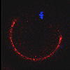 β-カテニンは、細胞接着から細胞融合への移行を調節する分子スイッチである