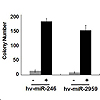 昆虫ウイルスHzNV-1の非コードRNAが、マイクロRNAを介してウイルスの潜伏感染を達成する