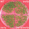 シロイヌナズナ（Arabidopsis）のIRE1が触媒する、bZIP60 mRNAの特殊なスプライシングにより、活性型転写因子が生じる