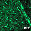 甲状腺ホルモンは、刷り込みの感受性期の開始を決定して、その後の学習の導火薬となる