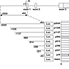 PMAによるKu86のプロモーターからの解離がヒスタミンH1受容体の転写亢進を引き起こす