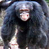 情動的な画像に対するチンパンジーの脳の反応