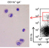 微生物依存性のCD11b+IgA+形質細胞は、マウスの腸管における強力な初期IgA抗体応答を仲介する