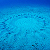 海産フグの繁殖で砂底に造られる巨大な円形幾何学模様の構造物が果たす役割
