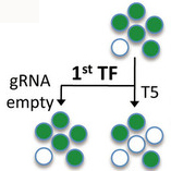 CRISPR/Cas9システムを用いて潜在性HIVプロウイルスを破壊する