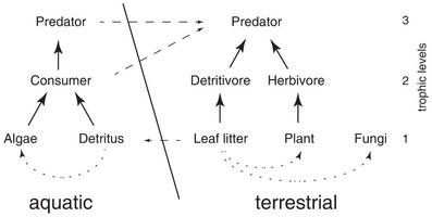 日本の森林生態系におけるセシウム137の腐食連鎖系を通じた生物学的拡散