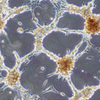 Hsa-miR-520dは、幹細胞性が介在するメカニズムにより、肝がん細胞を正常肝組織へと形成誘導する