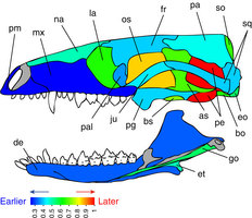 哺乳類頭蓋骨のヘテロクロニー（形成タイミングの進化的改変）は、モジュール的進化および頭蓋発生様式と脳サイズの相関の存在を明らかにする