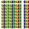 CRISPR/Cas9系を用いた特定の点変異を持つマウスモデルの迅速な作製
