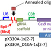 CRISPR/Cas9のオールインワンベクター系を用いたヒト細胞における複数か所のゲノム編集