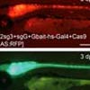 CRISPR/Cas9ゲノム編集によるレポーター/ドライバー遺伝子をノックインしたトランスジェニックゼブラフィッシュの高効率作製