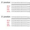 細胞および動物におけるTALENやCRISPR/Cas9を用いたドナーDNAのマイクロホモロジー媒介末端結合依存的な挿入