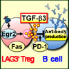 TGF-β3を発現するCD4+CD25-LAG3+制御性T細胞は液性免疫応答を調節する