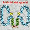 大環状特殊ペプチドに基づく人工ヒトMetアゴニスト
