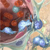 脳転移性がん細胞は血液脳関門を崩壊できるマイクロRNA-181cを含む細胞外小胞を放出する