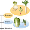 ダイコンのゲノムおよび太い根の形成と発達に関する網羅的な遺伝子発現プロファイル