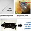 GONAD：Genome-editing via Oviductal Nucleic Acids Delivery system：核酸の卵管内注入、続く生体内電気穿孔法による顕微注入法を用いない新しいゲノム操作法