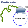 ヒト生細胞における環状RNAのローリングサークル翻訳