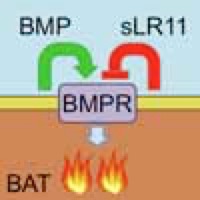 可溶性LR11/SorLAは脂肪組織において熱産生を抑制し、ヒトではBMIと相関する