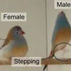 タップダンスをする鳥：社会的一夫一妻制鳴禽類の複数感覚モダリティーにまたがる雌雄双方向的な求愛ディスプレイ