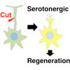 線虫で軸索切断によって誘導されたHIF-セロトニンシグナル軸は軸索再生を促進する