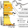 日本の前期白亜紀層で見つかった、コエルロサウルス類のモザイク進化を際立たせる奇妙な獣脚類