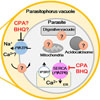 Yellow cameleon-Nanoバイオセンサーによる熱帯熱マラリア原虫（Plasmodium falciparum）におけるCa2+モニタリング
