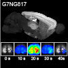 経頭蓋直流電気刺激が誘発するマウス脳可塑性へのグリア細胞の関与をCa2+イメージング法で解明