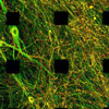 ヒトiPS細胞由来大脳皮質神経ネットワークの長期培養における生理学的な成熟と薬剤応答