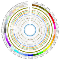 ゴムノキゲノムにはゴム生合成に関係する遺伝子ファミリーの増加が認められた