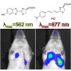 近赤外領域の生物発光を産生するルシフェリン類縁体は高感度の組織深部イメージングを可能にする
